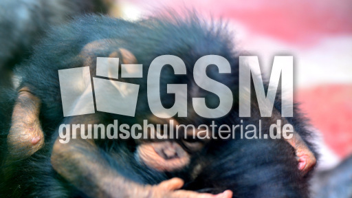 Schimpanse_1 (5).jpg